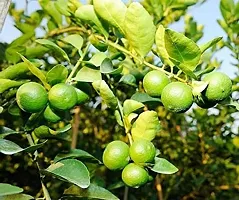 All Time Dasi Pati Lemon Plant(Pack of 1)-thumb1