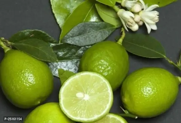 All Time Dasi Pati Lemon Plant(Pack of 1)-thumb3