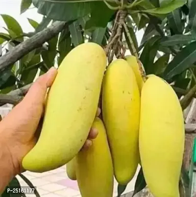Banana Grafted Mango Plant-thumb0