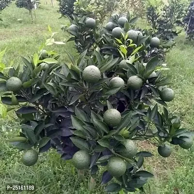 Sweet Malta Lemon Plant(Pack Of 1)-thumb0