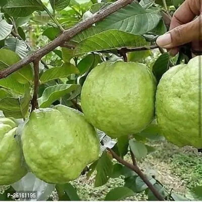 Sweet Guava Plant(Pack of 1)