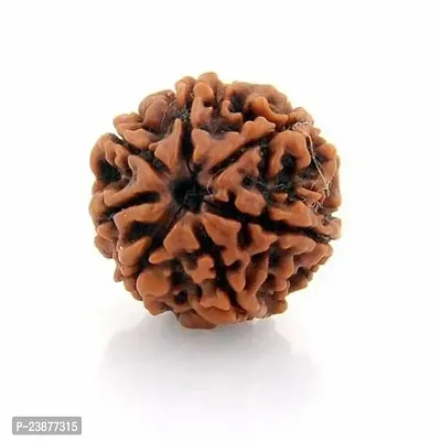 7 Mukhi Rudraksa-thumb0