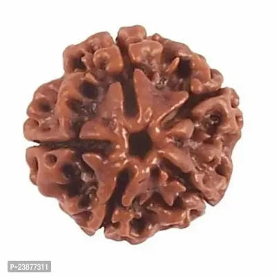 5 Mukhi Rudraksha-thumb0