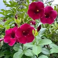 RISHIKA PLANT HOUSE Allamanda Maroon RedFlower Plant Pack Of 1 Healthy Live Plant With Pot For Home Garden-thumb2