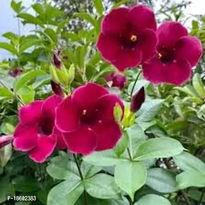 RISHIKA PLANT HOUSE Allamanda Maroon RedFlower Plant Pack Of 1 Healthy Live Plant With Pot For Home Garden-thumb3