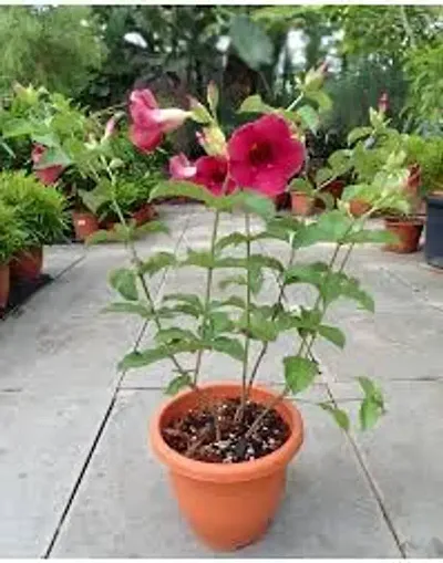Plant Nursery Allamanda ""Maroon Red ""Flower Plant Pack Of 1 Healthy Live Plant With Pot For Home Garden