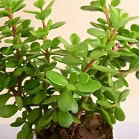 Plants Point Bhajanlal Greenery Lucky Plant Jade Plant Crassula Ovata, Friendship Tree, Indoor Green Live Table Plant-thumb1