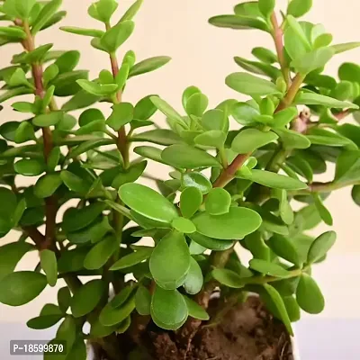 Plants Point Bhajanlal Greenery Lucky Plant Jade Plant Crassula Ovata, Friendship Tree, Indoor Green Live Table Plant-thumb2