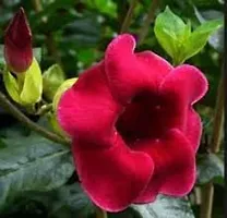 RISHIKA PLANT HOUSE Allamanda Maroon RedFlower Plant Pack Of 1 Healthy Live Plant With Pot For Home Garden-thumb1