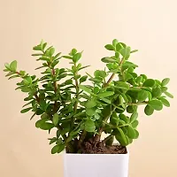 Plants Point Bhajanlal Greenery Lucky Plant Jade Plant Crassula Ovata, Friendship Tree, Indoor Green Live Table Plant-thumb2