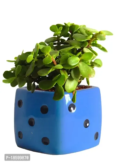 Plants Point Bhajanlal Greenery Lucky Plant Jade Plant Crassula Ovata, Friendship Tree, Indoor Green Live Table Plant-thumb0