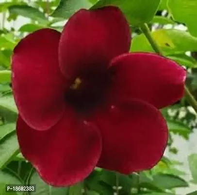 RISHIKA PLANT HOUSE Allamanda Maroon RedFlower Plant Pack Of 1 Healthy Live Plant With Pot For Home Garden-thumb0