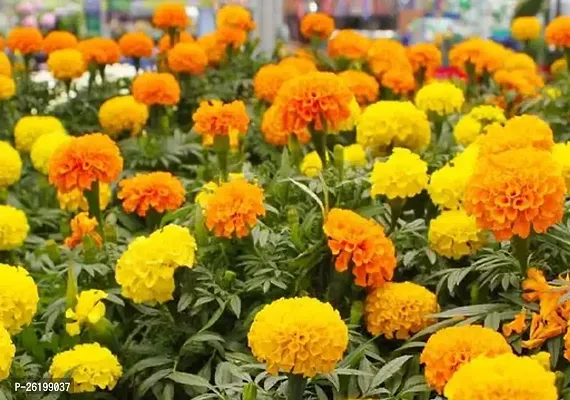 Marigold Flower Gadha Ful