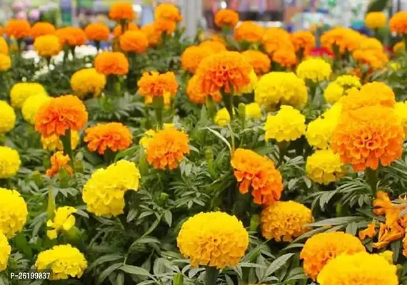 Marigold Flower Gadha Ful-thumb0