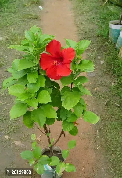 Hibiscus Plants Red