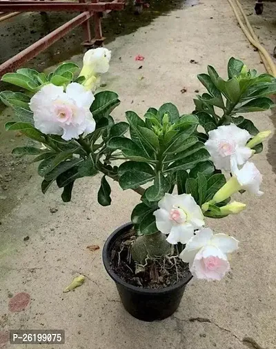 Petunia Pink Flower-thumb0