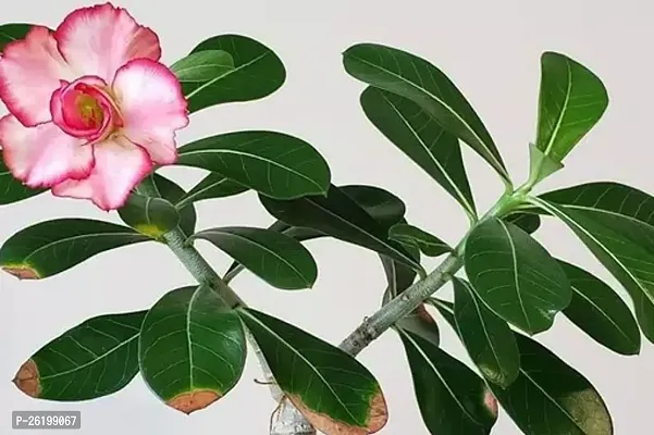 Adenium Obesum