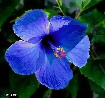 Hibiscus Plants Blue Jaba-thumb0