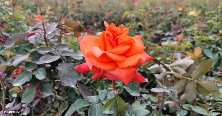 Orange Rose Flower Plant-thumb0