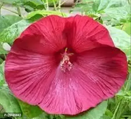Lanthan Hibiscus Plant-thumb0