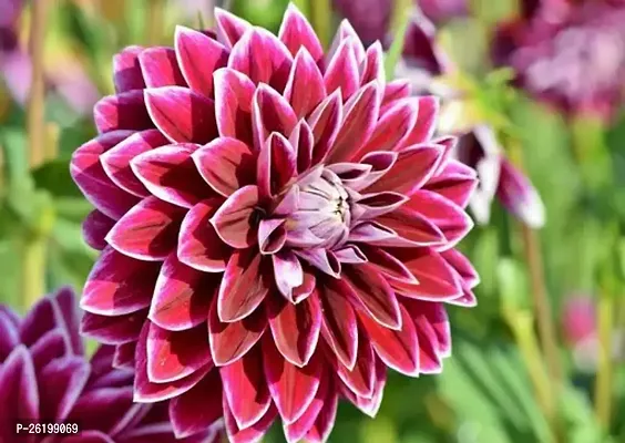 Dahlia Live Flower Plant-thumb0