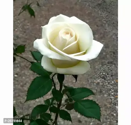 Grafted White Rose Flower Plant