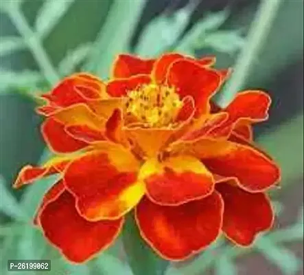 Red Marigold Flower Plant