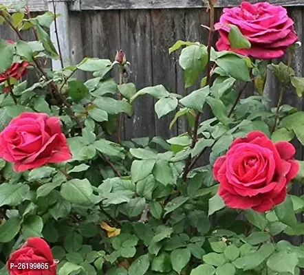 Grafted Red Rose Plant