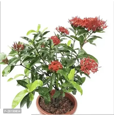 Ixora Supar King Flower Plant  Pack of 3