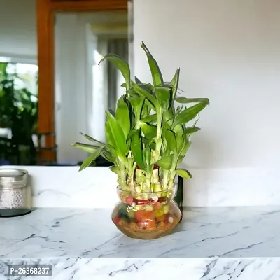 Lucky Bamboo Indoor Plant-thumb0