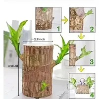 Long Live Plant for Home Decor-thumb3