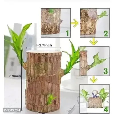 Long Live Plant for Home Decor-thumb4