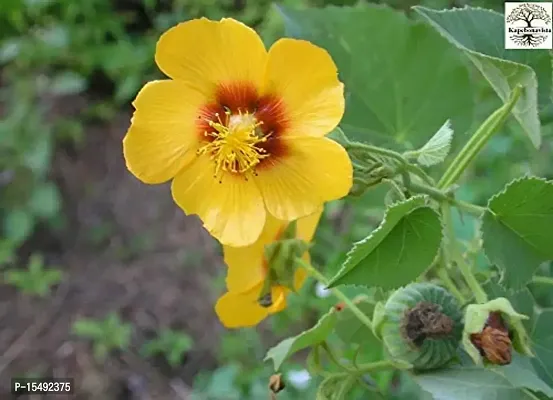 Kapebonavista? Atibala Country Mallow Abutilon Indian Abutilon Kanghi Petari Paniyaratutti Velluram Tuturabenda Tutti Indian Mallow Abutilon indicum Plant in Poly Bag