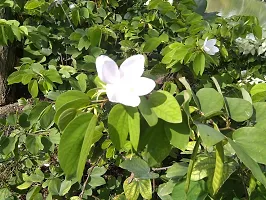 Kapebonavista Bauhinia racemosa Bidi Leaf Tree live plant-thumb1