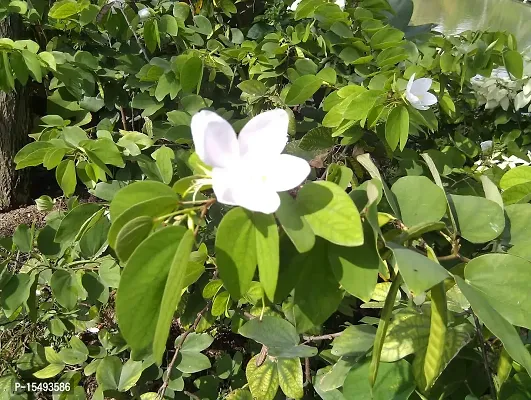 Kapebonavista Bauhinia racemosa Bidi Leaf Tree live plant-thumb2