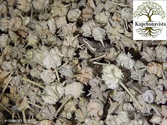 Kapebonavista? Gokharu Gokhru Chota Gokhru Kanta Cinnpalleru Yellow Vine Tribulus Terrestirs Small Caltrops 150gram Gokharu