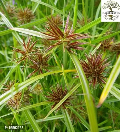 Kapebonavista? Nagar Motha Bara-Nagar-Motha Mutha Motha Ambhodhara Coco Grass Nutgrass Cyperus rotundus Living Plant