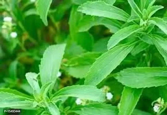 Kapebonavista? Yashtimadhu Mulethi Jethimadhu Licorice Candyleaf Sweetleaf Stevia Meethi Patti Stevia Sanyantra Sugarleaf Stevia Rebaudiana Living Plant in Poly Bag