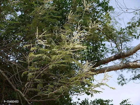 Kapebonavista? Khadira Khair Black Catechu Acacia Living Plant in Poly Bag-thumb0