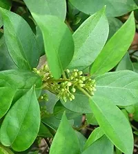 Kapebonavista? Gurmar Gudmari Meshashringi Medhasingi Gymnema Sylvestre Living Plant in Poly Bag (Green)-thumb1