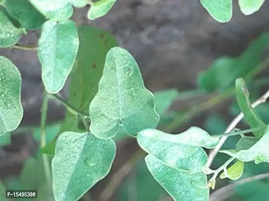 Kapebonavista? Jal Jamni Patalgarudi Farid buti Musakani Dirghakanda viddhakarni Broom Creeper Cocculus hirsutus Chhilihinta Vasanvel Plant-thumb2