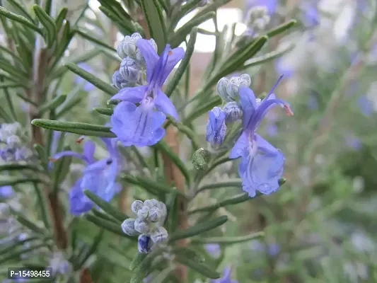 Kapebonavista? Keshwas Rosemary Rusmari Rusmari Rosmarinus Officinalis Thyme Living Plant in Poly Bag