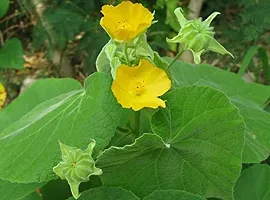 Kapebonavista? Atibala Country Mallow Abutilon Indian Abutilon Kanghi Petari Paniyaratutti Velluram Tuturabenda Tutti Indian Mallow Abutilon indicum Plant in Poly Bag-thumb1