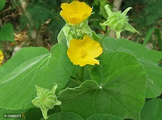 Kapebonavista? Atibala Country Mallow Abutilon Indian Abutilon Kanghi Petari Paniyaratutti Velluram Tuturabenda Tutti Indian Mallow Abutilon indicum Plant in Poly Bag-thumb2