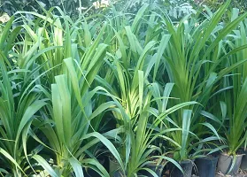 Kapebonavista? Thai Biryani Leaves Rampe-Pandanus Amaryllifolius Live Plant Highly Scented Variety-thumb1