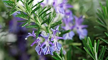 Kapebonavista? Keshwas Rosemary Rusmari Rusmari Rosmarinus Officinalis Thyme Living Plant in Poly Bag-thumb1