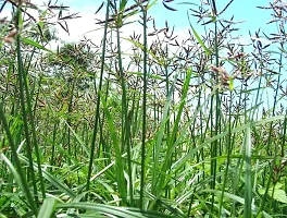 Kapebonavista? Nagar Motha Bara-Nagar-Motha Mutha Motha Ambhodhara Coco Grass Nutgrass Cyperus rotundus Living Plant-thumb1