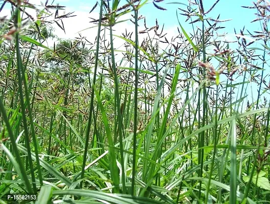 Kapebonavista? Nagar Motha Bara-Nagar-Motha Mutha Motha Ambhodhara Coco Grass Nutgrass Cyperus rotundus Living Plant-thumb2