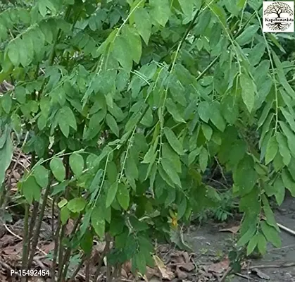 Kapebonavista? Sweet Leaf Bush Star Gooseberry Multi Vitamin Plant Madhuracheera Thavasi Keerai Chekurmanis Living Plant in Poly Bag