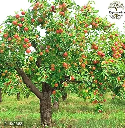 Kapebonavista? Anaar Kamphoi Dalimb Dalimba Madulai Pomegranate Punica Granatum Living Plant-thumb0